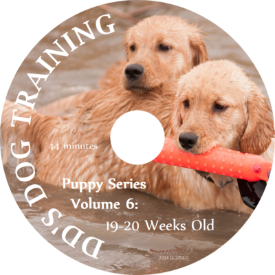 Puppy Series Volume 6 - 19-20 Weeks Old