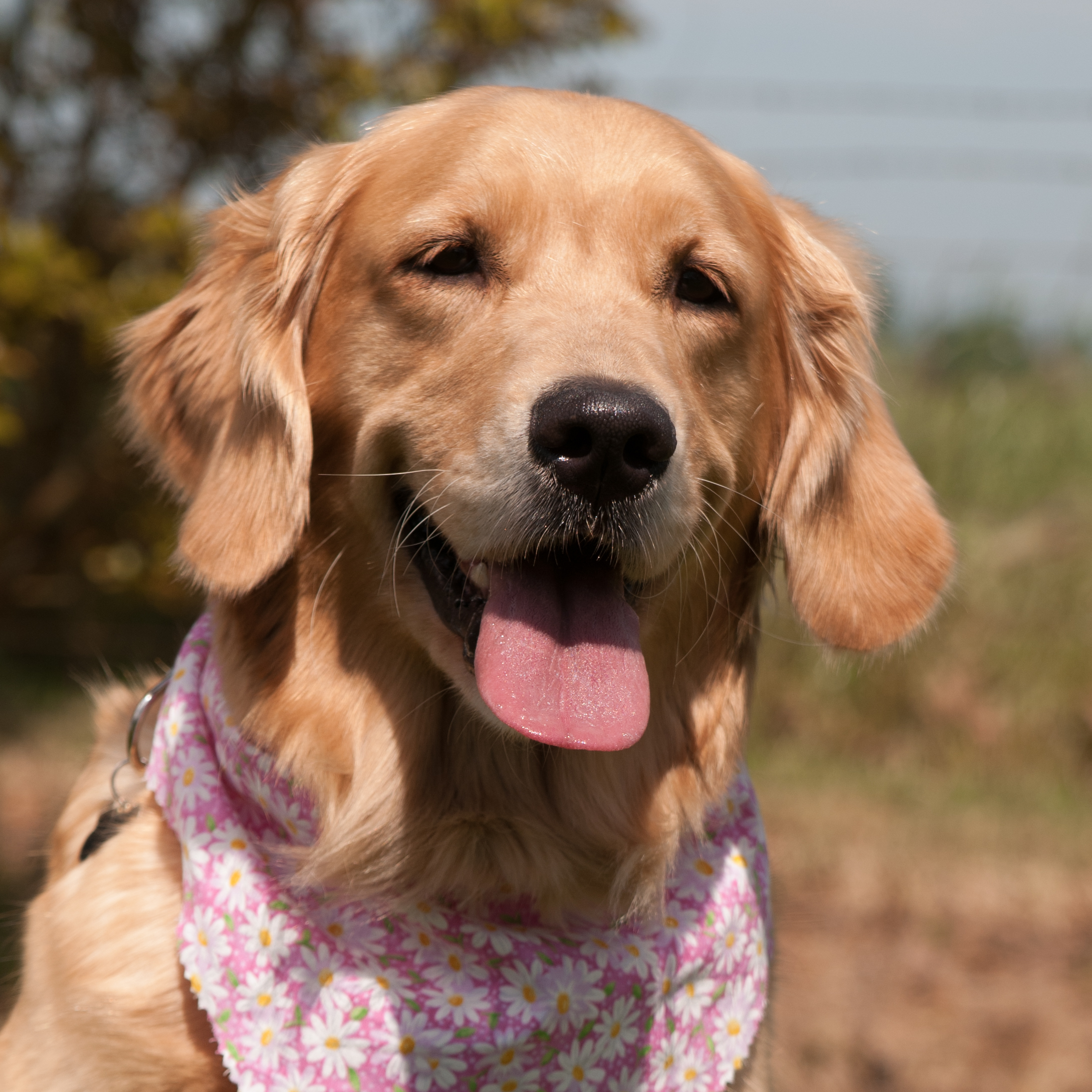 Portrait of puppy.