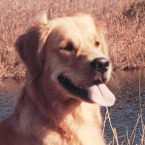 Portrait of puppy.