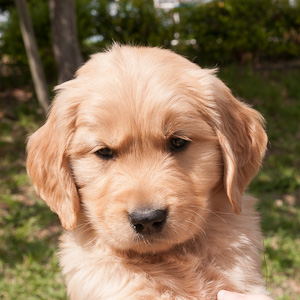 Portrait of puppy.