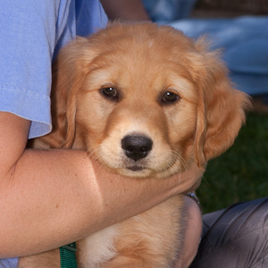 Portrait of puppy.