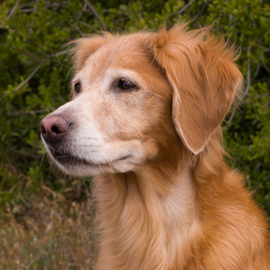 Portrait of puppy.