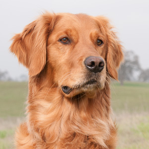 Portrait of puppy.