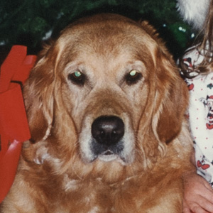 Portrait of puppy.