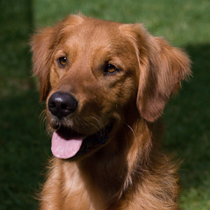 Portrait of puppy.