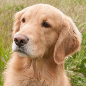 Portrait of puppy.