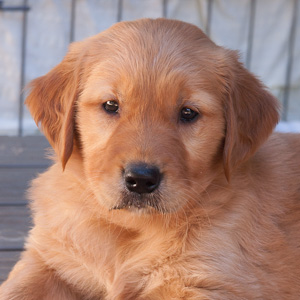 Portrait of puppy.