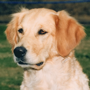 Portrait of puppy.