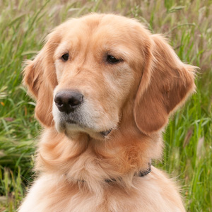 Portrait of puppy.