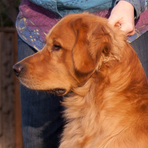 Portrait of puppy.