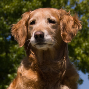 Portrait of puppy.