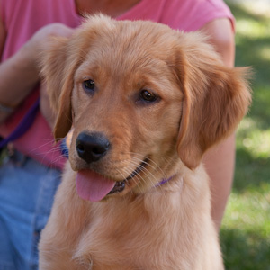 Portrait of puppy.