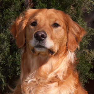 Portrait of puppy.