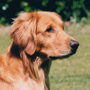 Portrait of puppy.