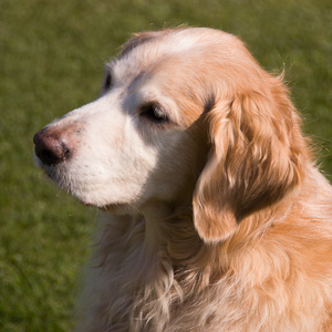 Portrait of puppy.