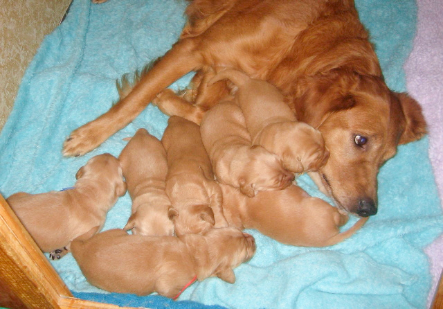 Merry with her puppies.