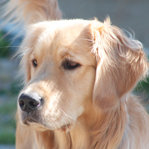 Portrait of puppy.