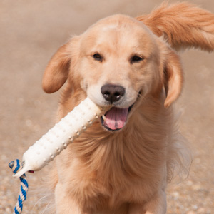 Portrait of dog.