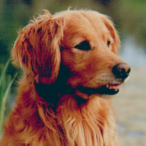 Portrait of dog.