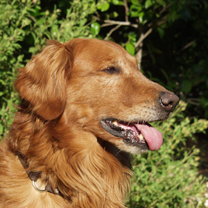 Portrait of dog.