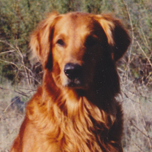 Portrait of dog.