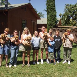 Kit's first litter first puppy class.