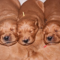 Orange, Yellow, and Blue puppies.