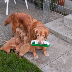 Kit feeding her puppies.