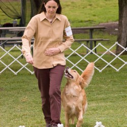 4/28/2005. Dee Dee Anderson and Dream in Obedience at a golden retriever specialty in Hollister, CA. Photo by Chris Anderson.