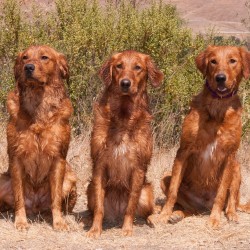 Snap, Chevy, and Junior.