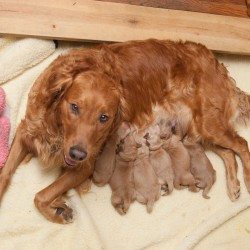 Beamer with her puppies.