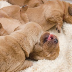 Blue, pink, and red puppies.