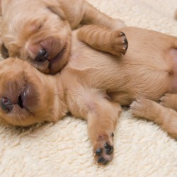 Blue and pink puppies.