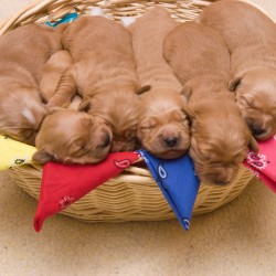 Puppy basket.