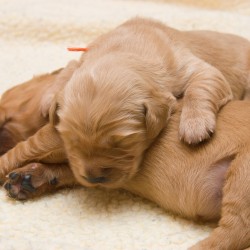 Orange puppy.