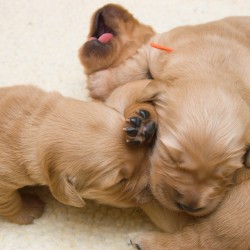 Puppies playing.