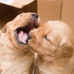 Puppies playing.