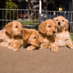 Turquoise, red, pink, and orange puppies.