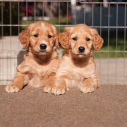 Turquoise and orange puppies.