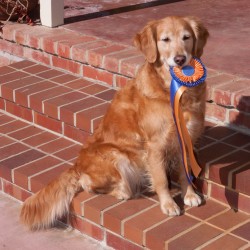 3/18/2007. Dream holding her perfect 200 ribbon. Photo by Chris Anderson.
