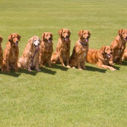 Beamer, Chevy, Kit, Snap, Jesse, Jasper, Max, Junior, and Jason at Kirigin Cellars in Gilroy, CA.