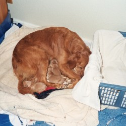 Merry with her puppies.