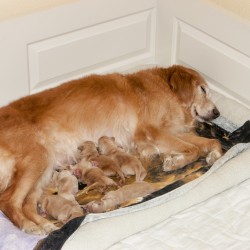 Dream and her puppies.