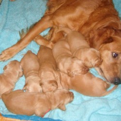 Merry with her puppies.