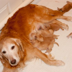 Dream and her puppies