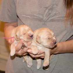 Pink puppy.