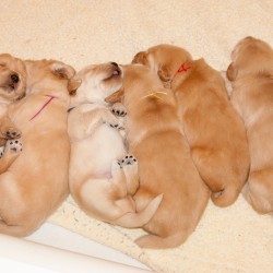 Puppies