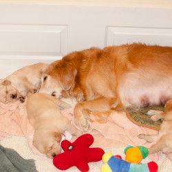 Dream with her puppies.