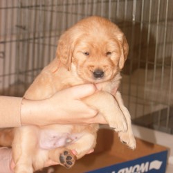 Orange puppy.