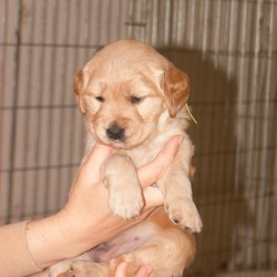 Yellow puppy.